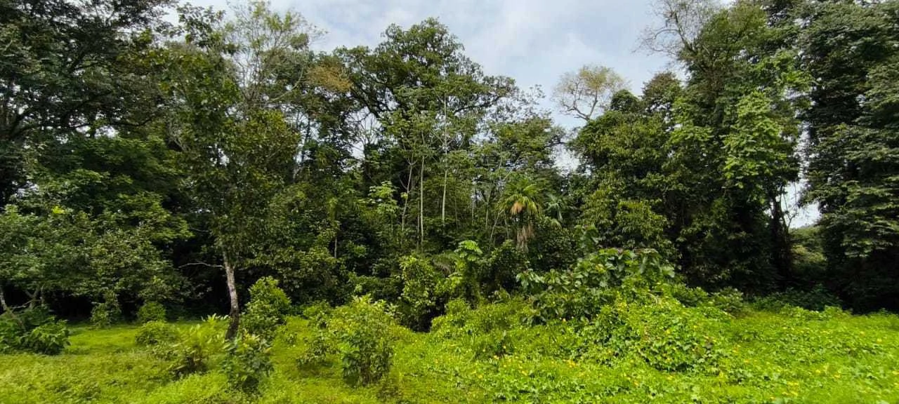 23 Acres of Paradise at Bahia Drake - Gallery image 13