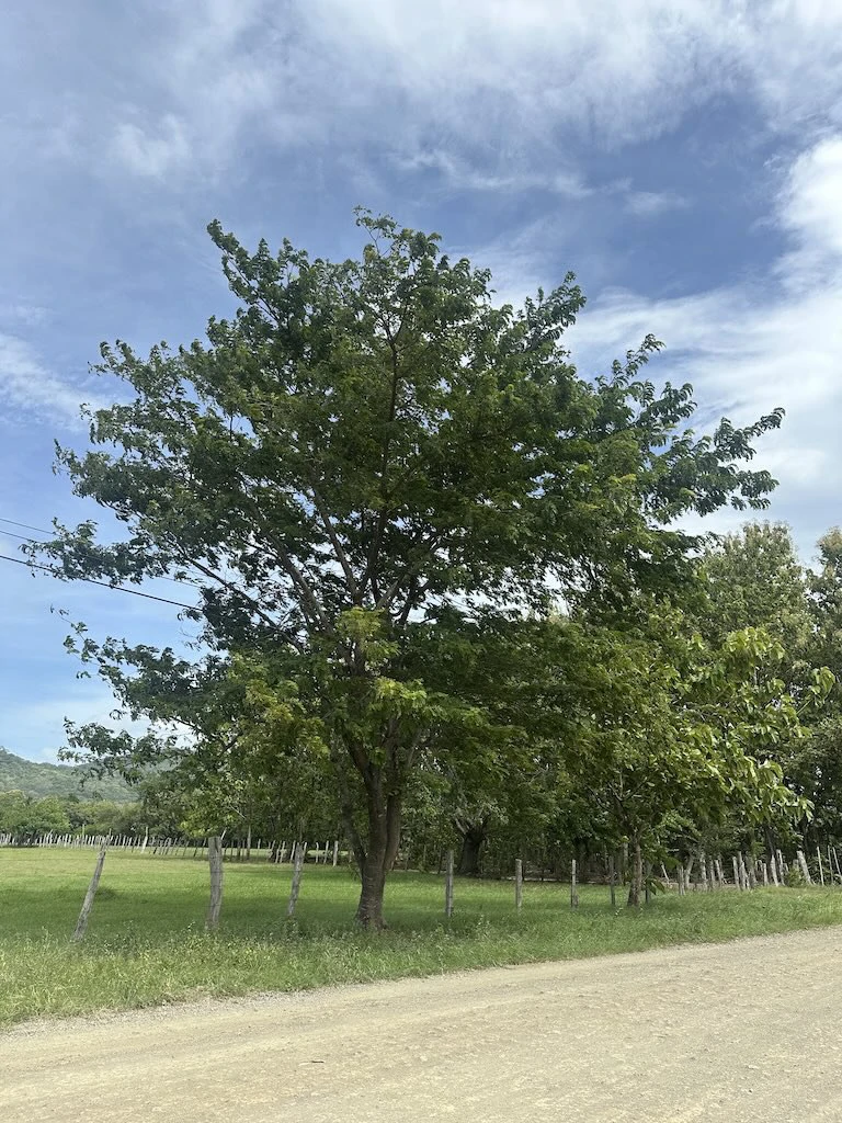Finca La Fabiola: 4-Hectare Property in Santa Cruz, Guanacaste - photo 10
