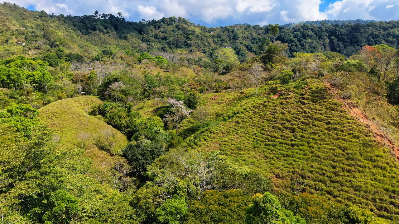 2.8 HA FARM FOR SALE IN SAN LUIS DE MORETE | MOUNTAIN VIEWS AND NEAR THE OCEAN - Gallery image 10