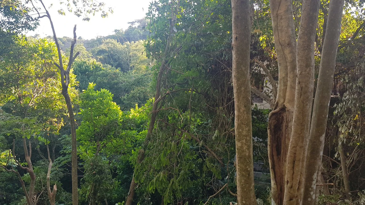 Building Lot in Manuel Antonio, Surrounded by Nature - Gallery image 5