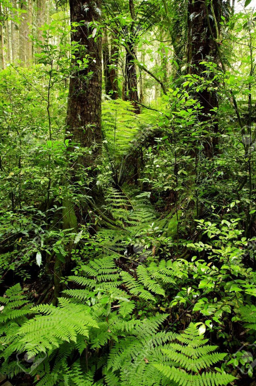 JUNGLE PARADISE: Nature Lovers Dream: 204 acres of Wilderness and a Building Pad - Gallery image 3