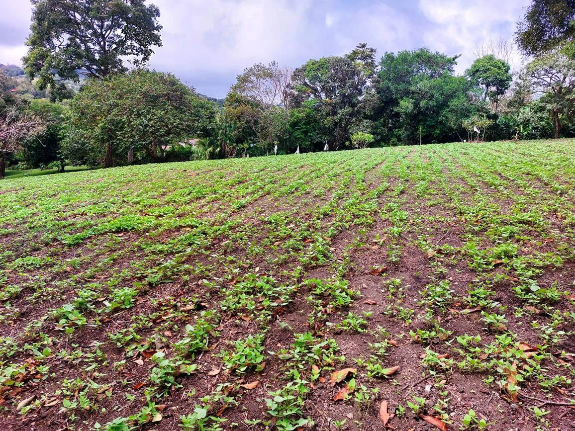 Finca Esperanza - Spacious property with many options. Seller Motivated ! - Gallery image 3