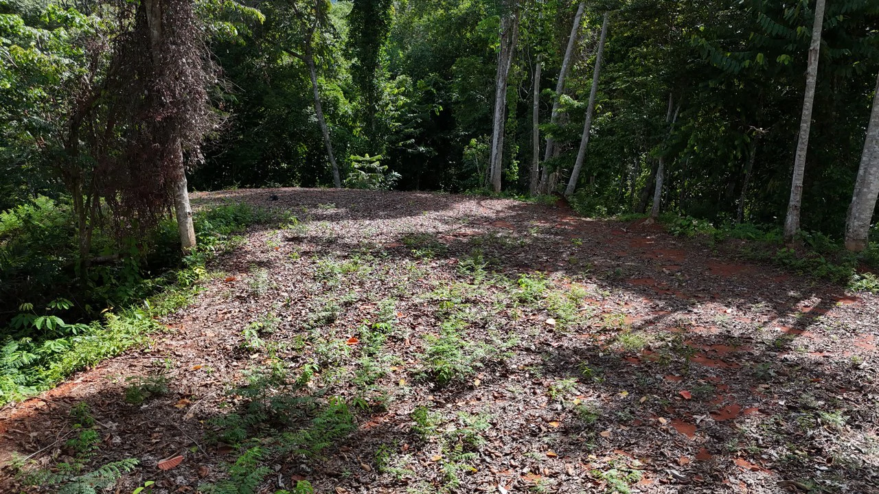 Spectacular Ocean view on 7.7 acres: Mountain Home Construction Site For Sale in Bahía Ballena - Gallery image 7