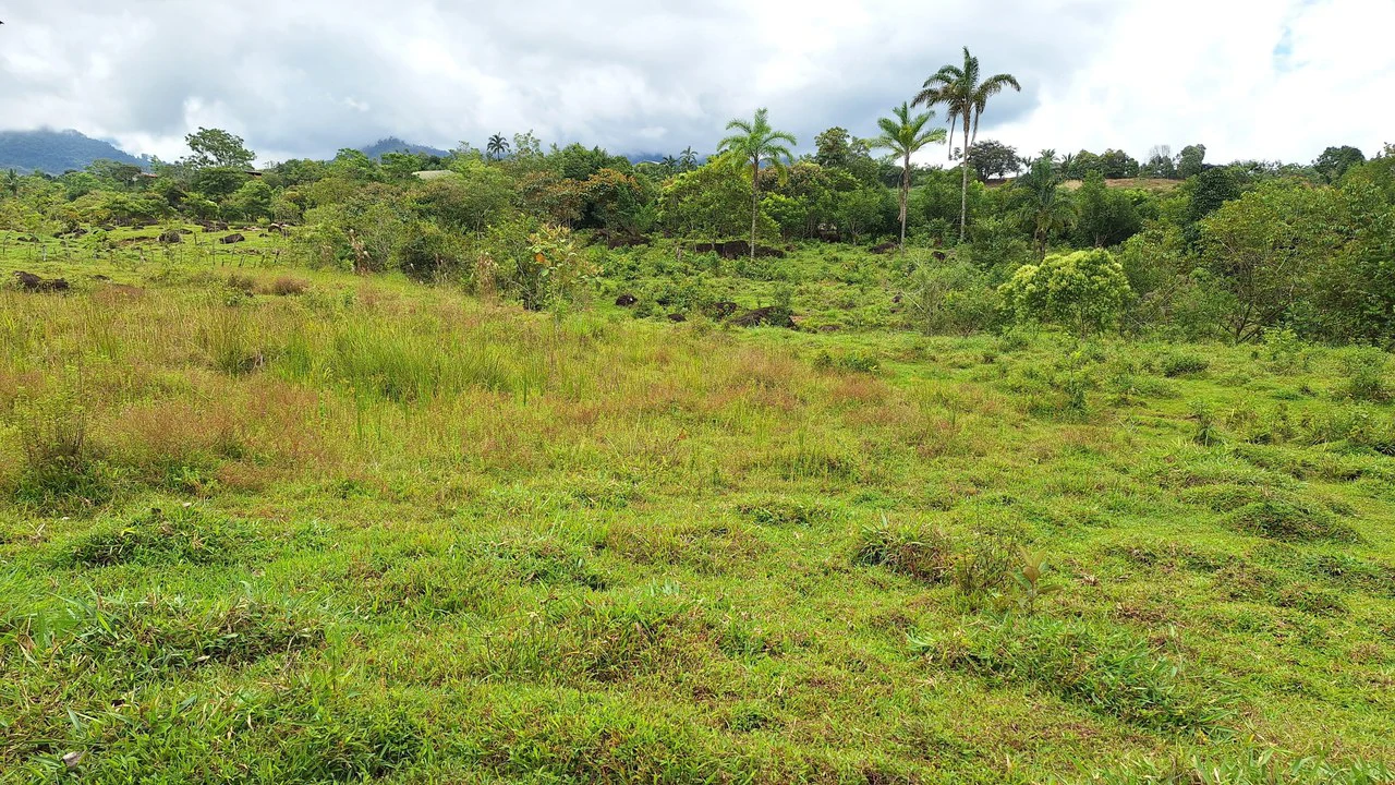 Se vende lote agrícola, en Cajón, Perez Zeledon.: Mountain Home Construction Site For Sale in Cajón - Gallery image 13