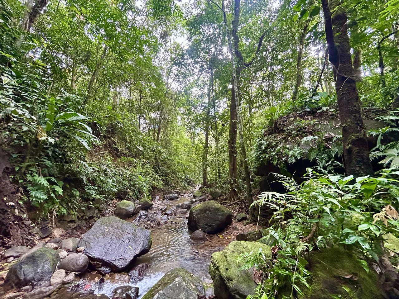Selva Vista Estate: 5.9 Acres of Wild Beauty - Gallery image 34
