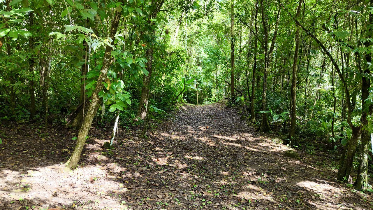 Selva Vista Estate: 5.9 Acres of Wild Beauty - Gallery image 9