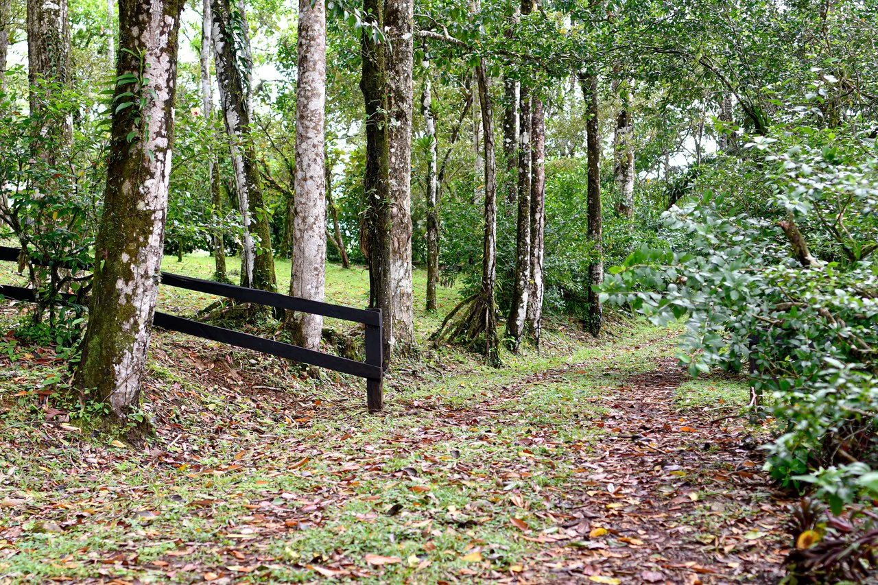 Finca Macadamia: 154-acre Rainforest Paradise with two Houses and Trails! - Gallery image 8
