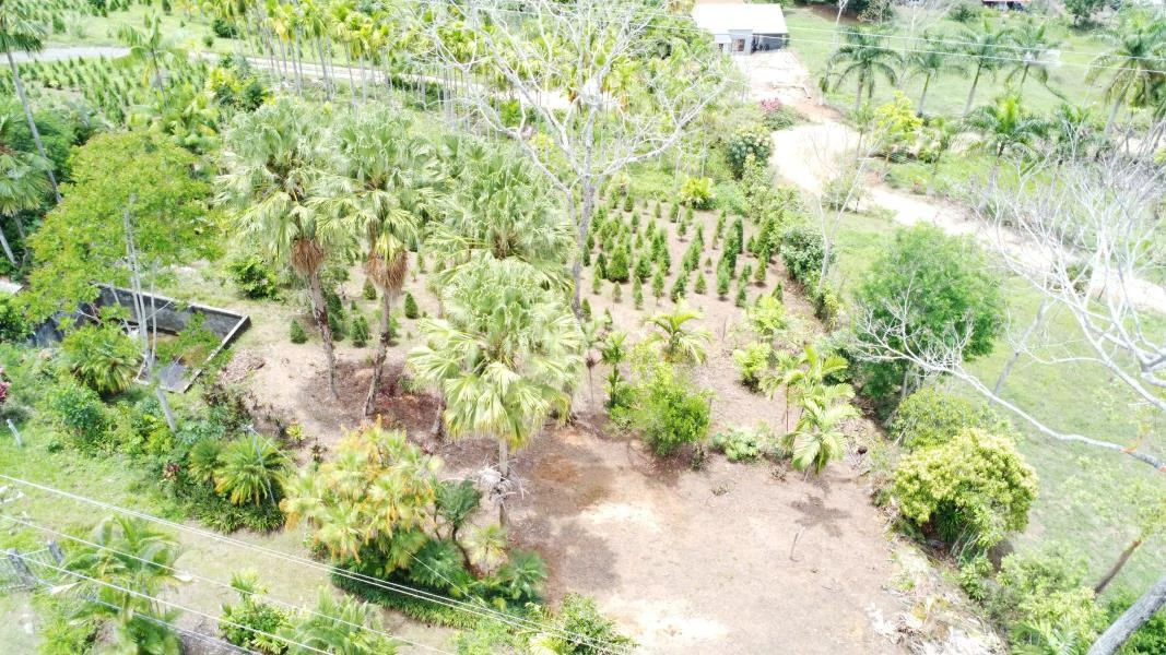 Propiedad en La Bonita Emma-137480: Mountain and Countryside Home Construction Site For Sale in San Isidro del General - Gallery image 7