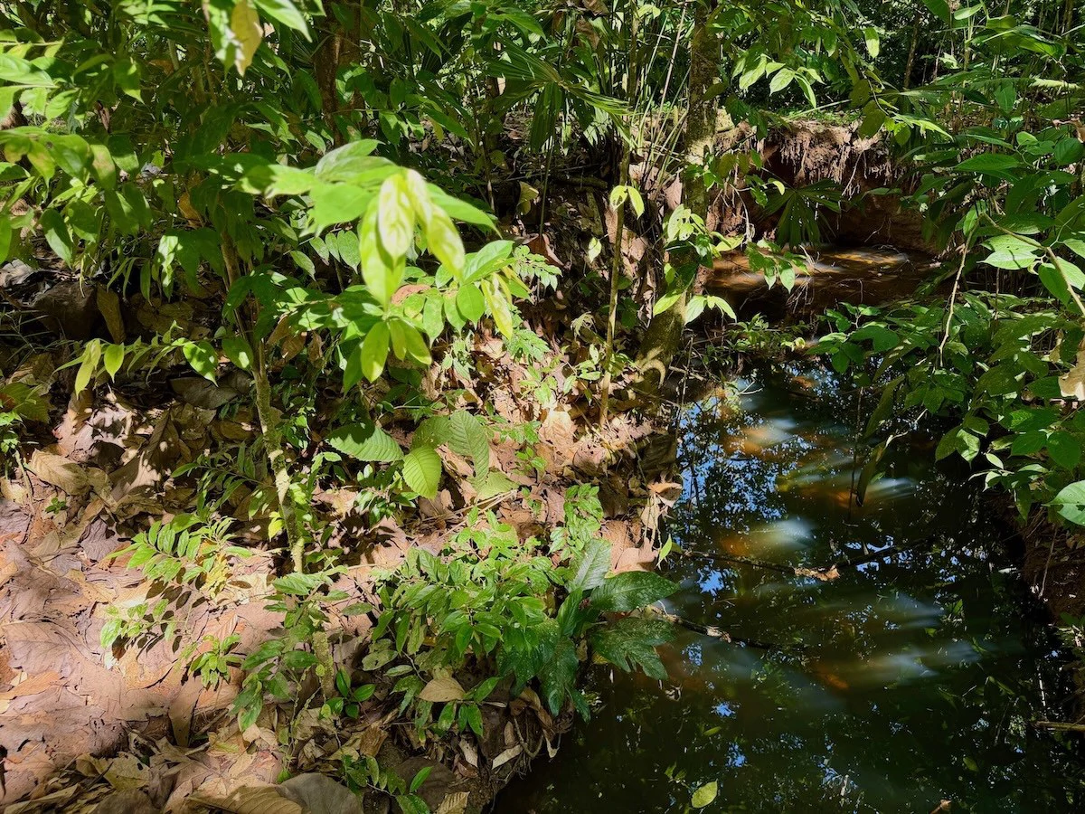 New 2 Bedroom Home for Sale in Terrones | Near Puerto Jiménez, Osa Peninsula - Gallery image 19