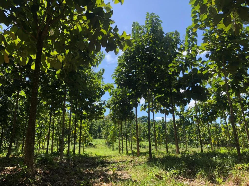 Teak Farm for Sale with a Hacienda Villa and 3 houses in La Cruz, 1 hour away from Liberia - Gallery image 2