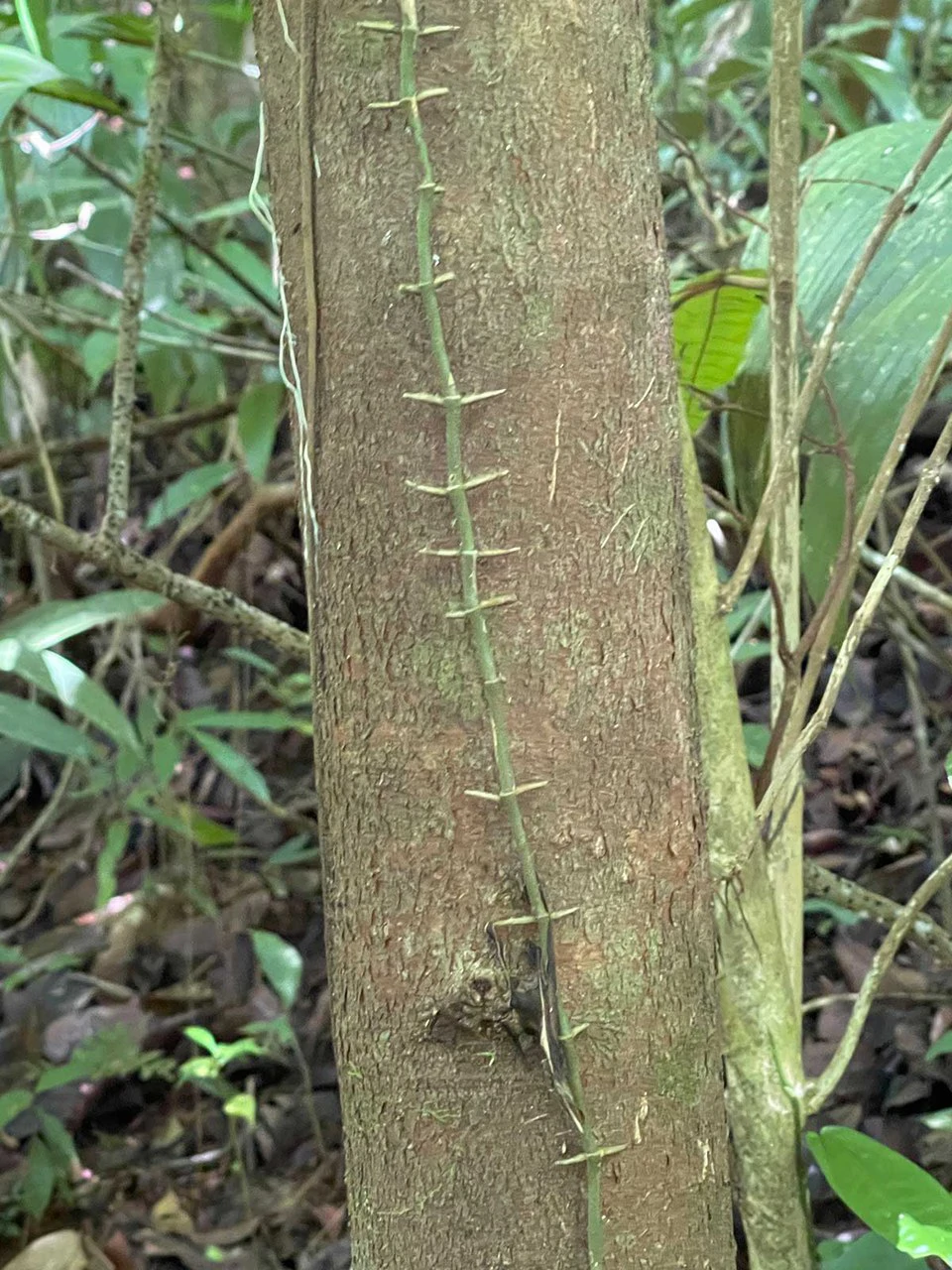 ID 4167: Investment Opportunity: 8-Acre Reforested Mountain Finca in Puriscal - Gallery image 34
