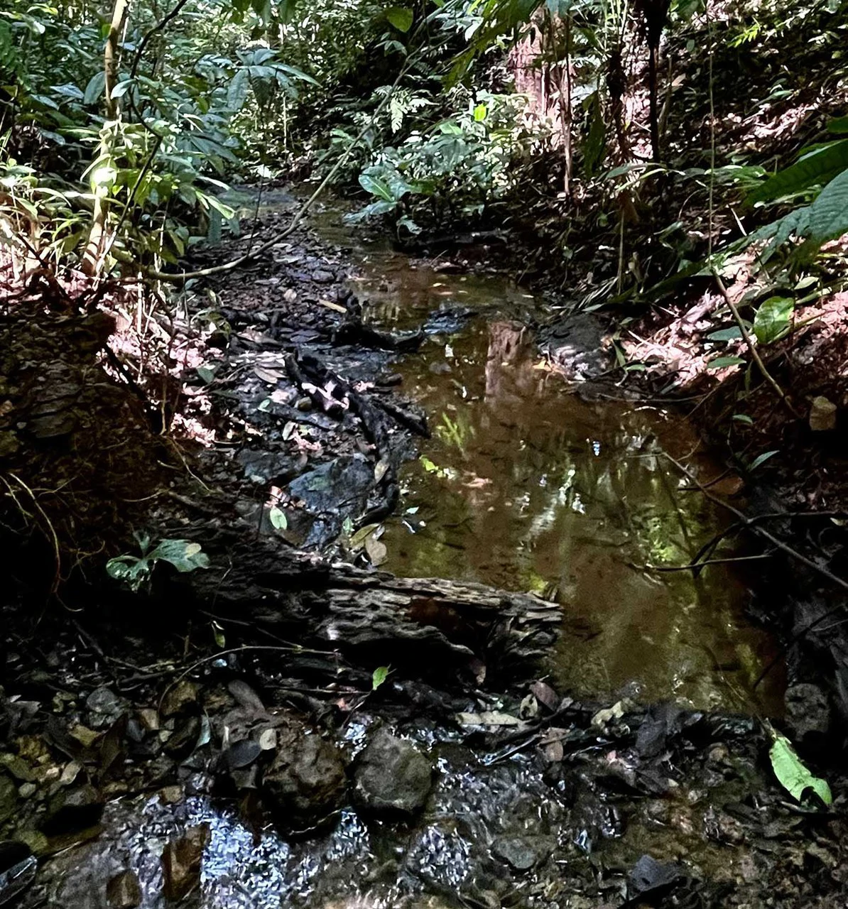 ID 4167: Investment Opportunity: 8-Acre Reforested Mountain Finca in Puriscal - Gallery image 28