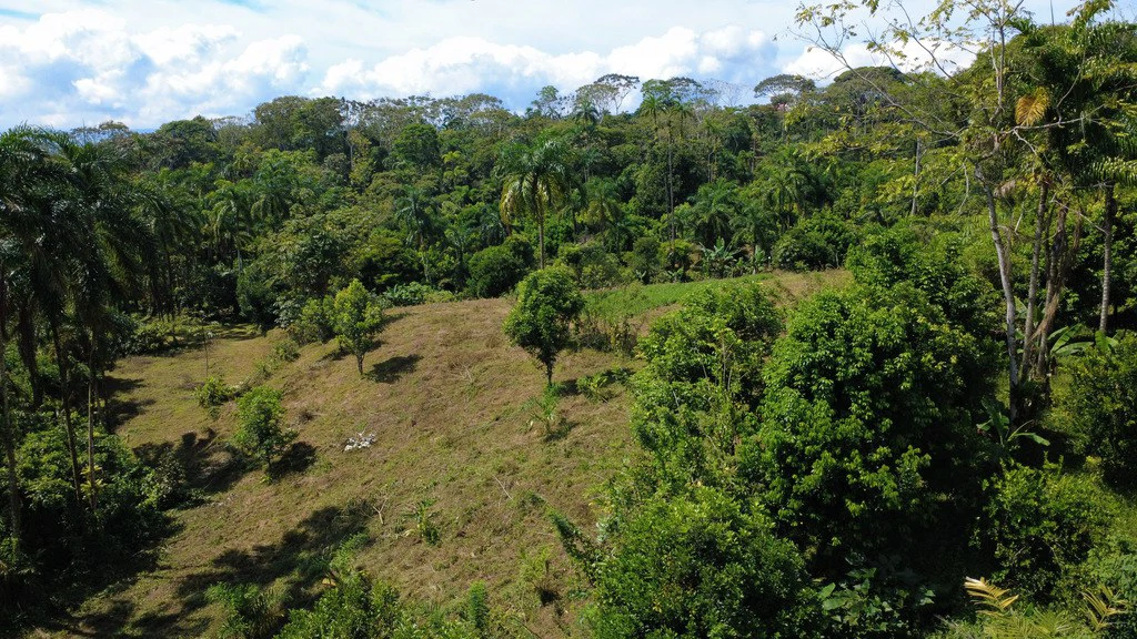 Countryside Agricultural Land For Sale in Pueblo Nuevo - Gallery image 4