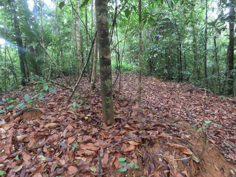 34-Acres of Forest For Sale in Riyito de Puerto Jimenez - Gallery image 13