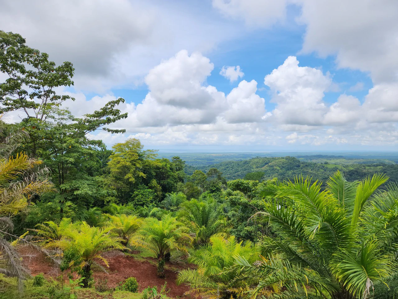 PRIME PARRITA FARM FOR SALE - Gallery image 16