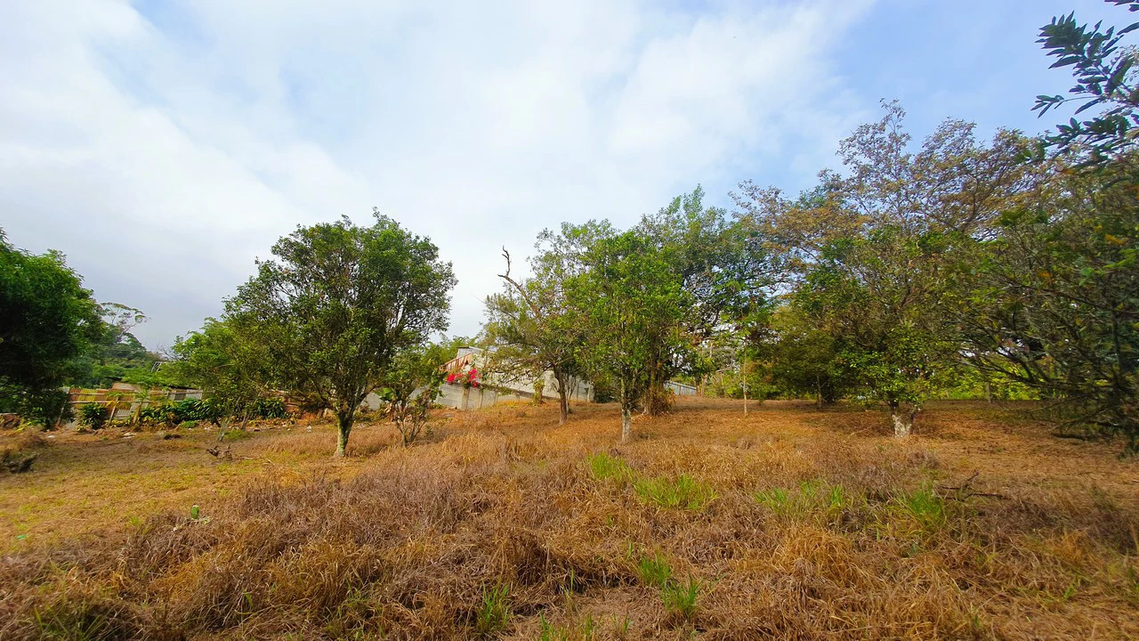 FRUIT TREE PROPERTY FOR SALE: Home Construction Site For Sale in San Isidro del General - Gallery image 20