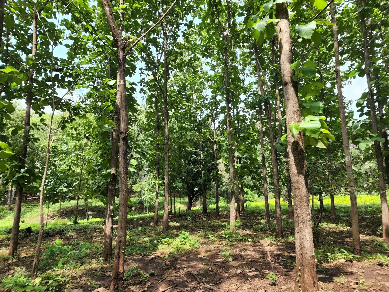 INVEST IN A TEAK PLANTATION FOR 25 YEARS - Gallery image 21