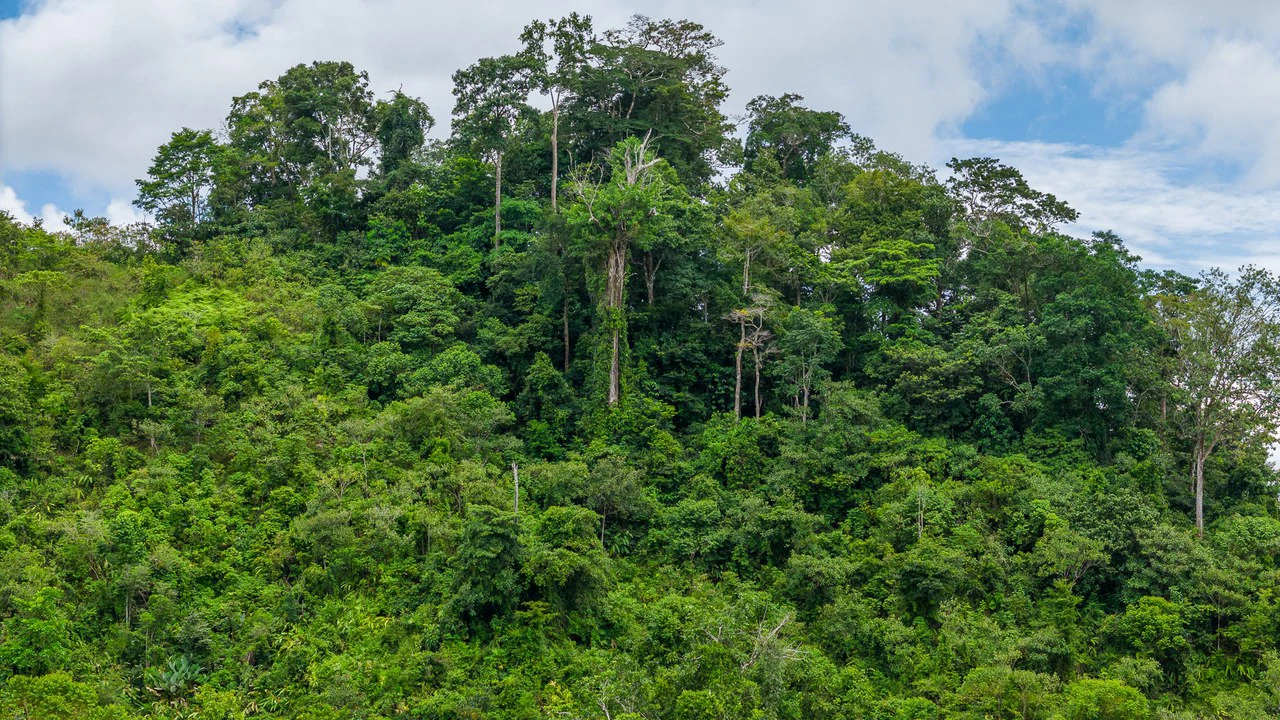 Costa Rican Gem with Conservation Potential: Preserve 26 Acres of Pristine Land - Gallery image 23