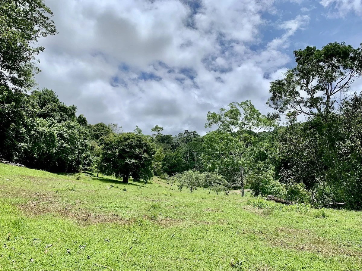 High Elevation Rainforest and Ocean View Property - Gallery image 15