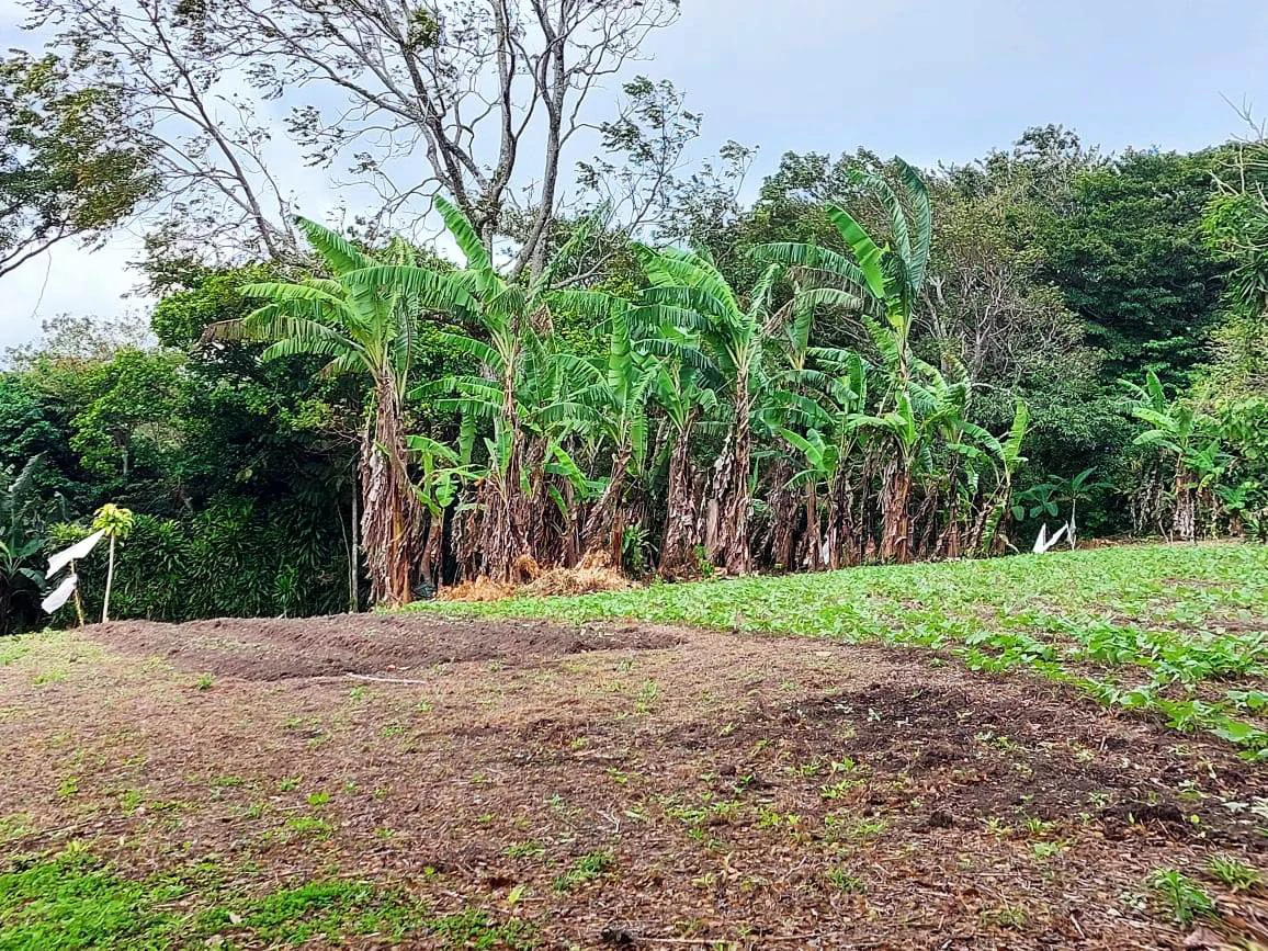 Finca Esperanza - Spacious property with many options. Seller Motivated ! - Gallery image 5