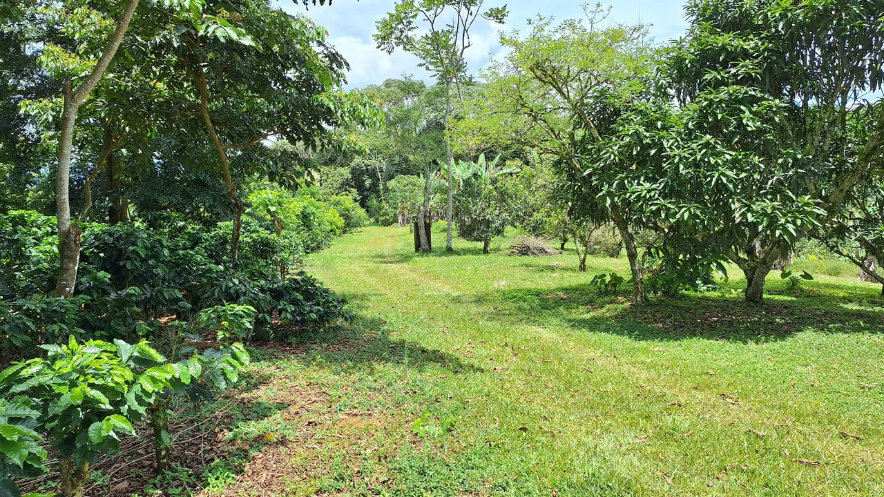 SE VENDE PROPIEDAD DE 5.5HA, SANTA MARTA DE CAJÓN, PEREZ ZELEDON.: Mountain Home Construction Site For Sale in Cajón - Gallery image 9