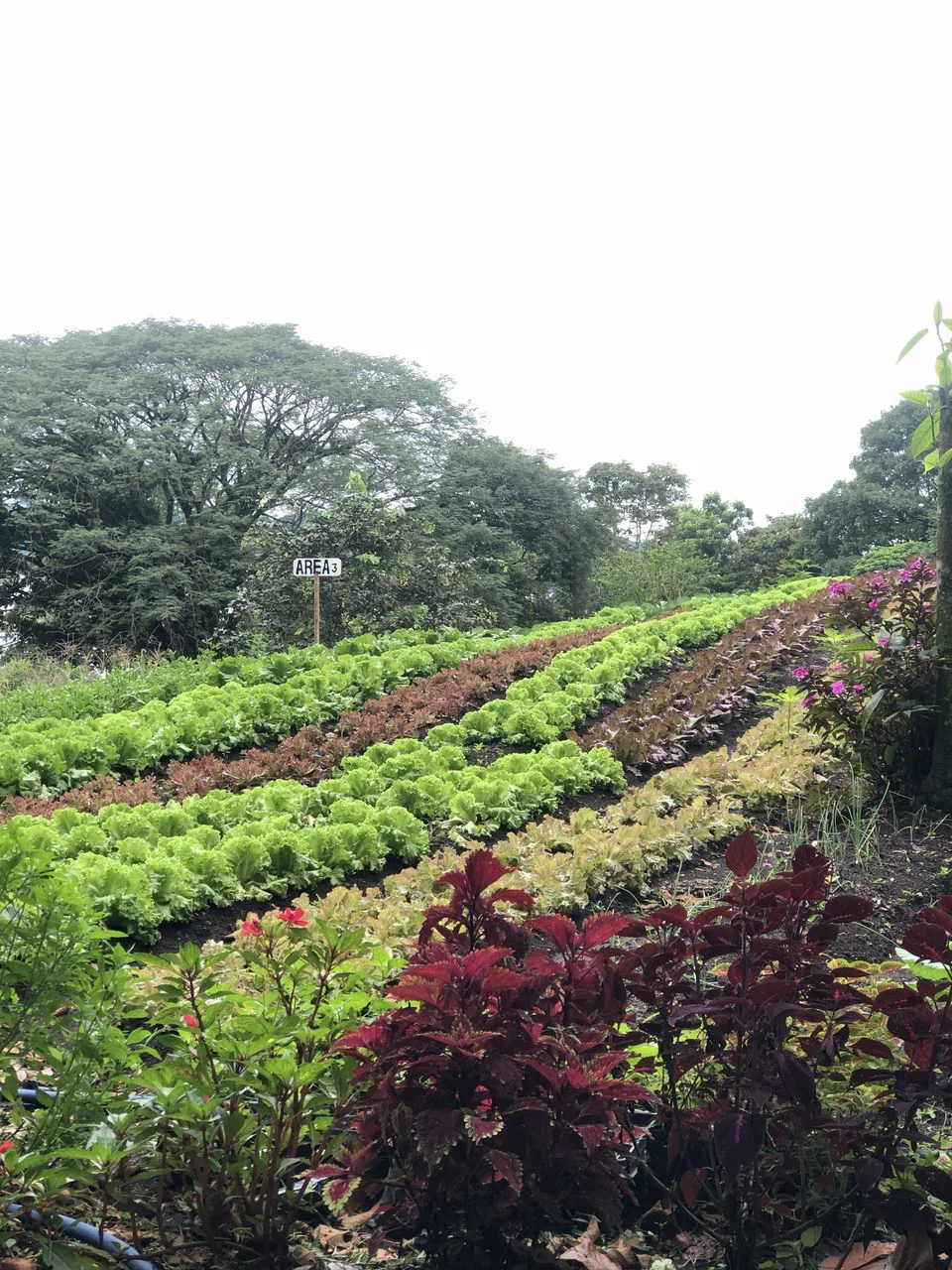 NATURES BOUNTY - Certified Organic Farm