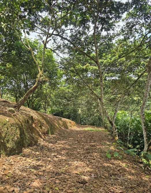Mountain and Countryside Agricultural Land For Sale in San Isidro del General - Gallery image 8