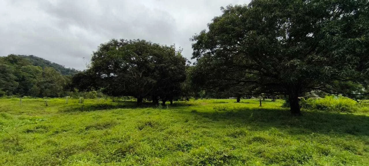 23 Acres of Paradise at Bahia Drake - Gallery image 14