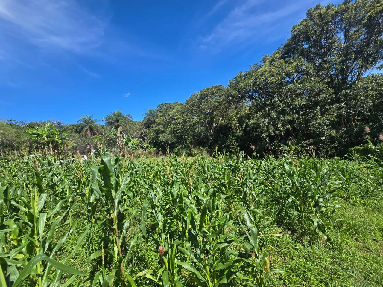 Land for sale in Tambor, Alajuela - Gallery image 18