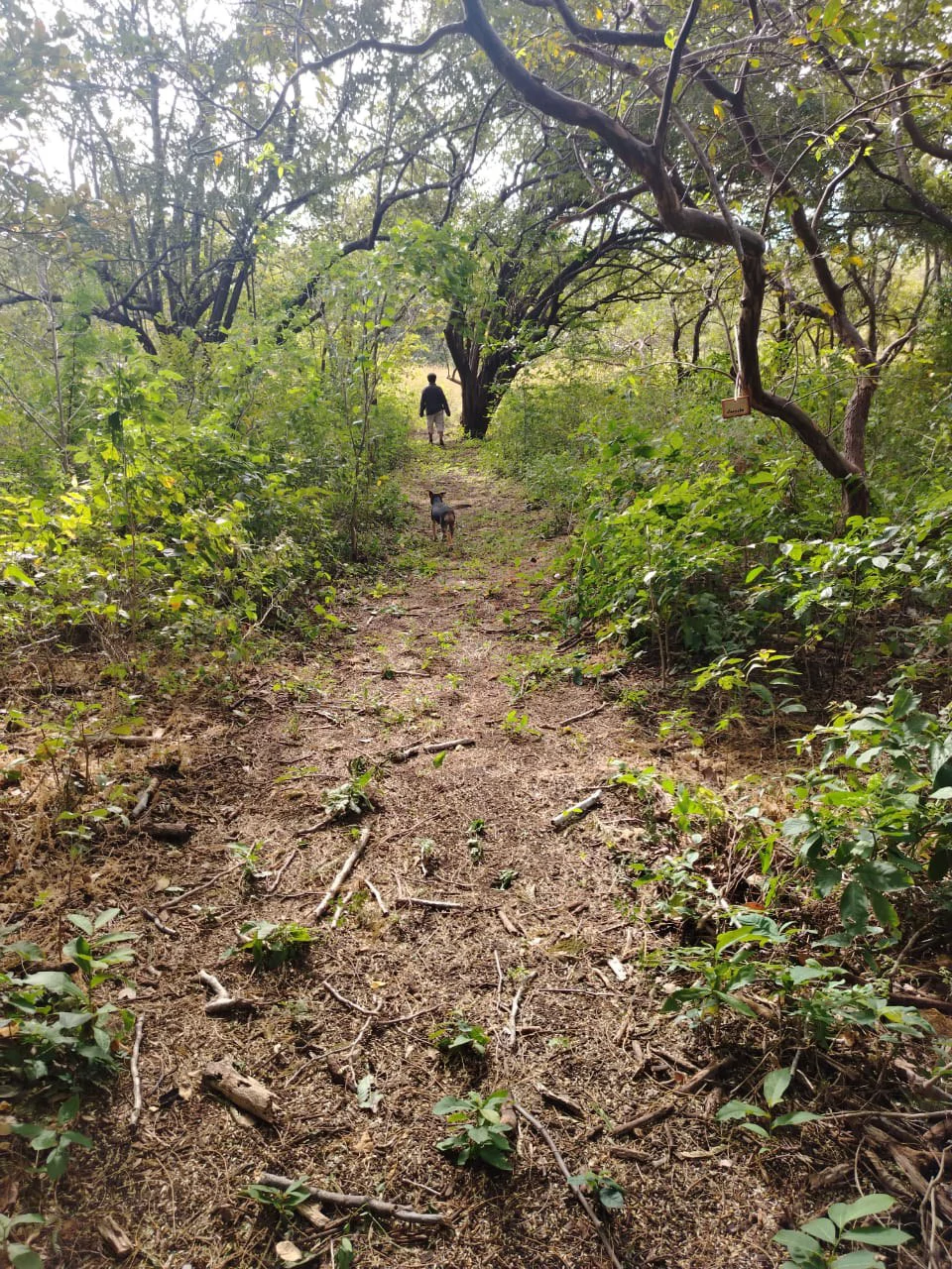 4 Adjacent Natural Lots in Quebrada Grande, Liberia – Starting at ₡18,000,000 - Gallery image 5