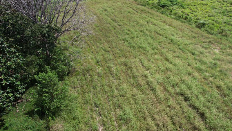 Land For Sale with Excellent Location in La Amapola, Puerto Jimenez - Gallery image 10