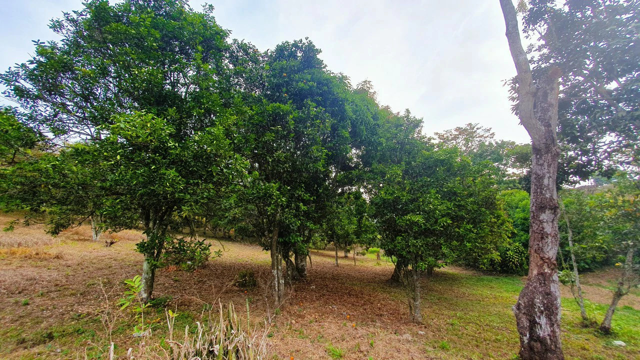FRUIT TREE PROPERTY FOR SALE: Home Construction Site For Sale in San Isidro del General - Gallery image 15