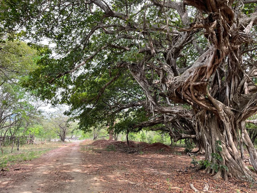Farm for Sale to Develop Guanacaste Costa Rica - Gallery image 14