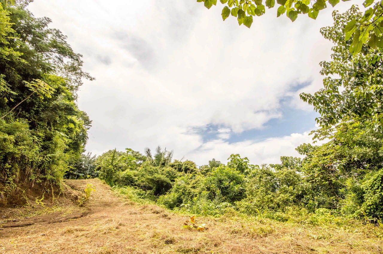 Finca del Cusuco: Hills of Buena Vista