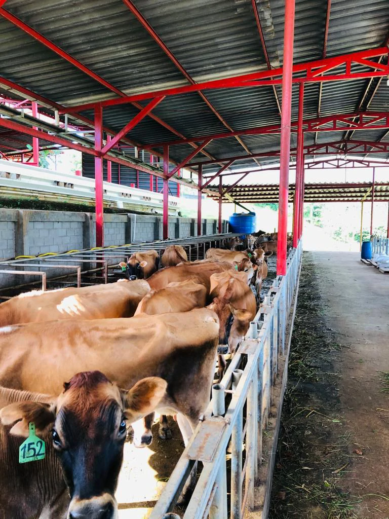 Professional Milk Factory for Sale with a big house in the mountains of Bijagua Costa Rica - Gallery image 11