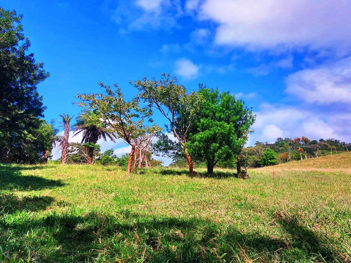 LA CABAÑA - COUNTRY ESTATE WITH HUGE POTENTIAL - Gallery image 20