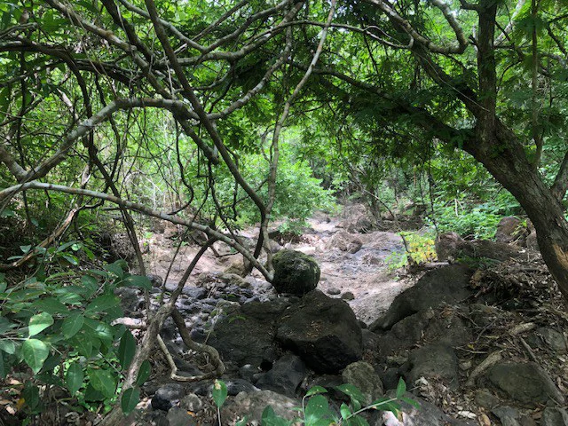 Mountain Farm for Sale in Liberia – Nature, Privacy, and High Investment Potential - Gallery image 15