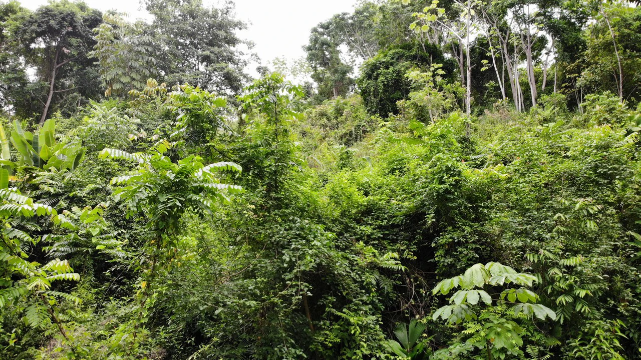 Exquisite Jungle property with Ocean View | Gated Community in Ojochal - Gallery image 12