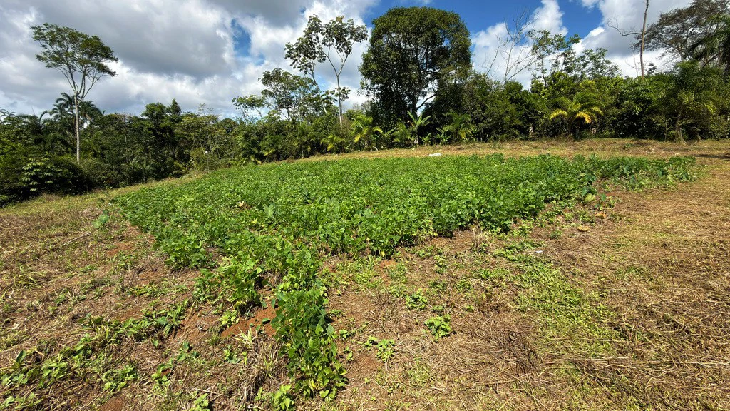 Countryside Agricultural Land For Sale in Pueblo Nuevo - Gallery image 9
