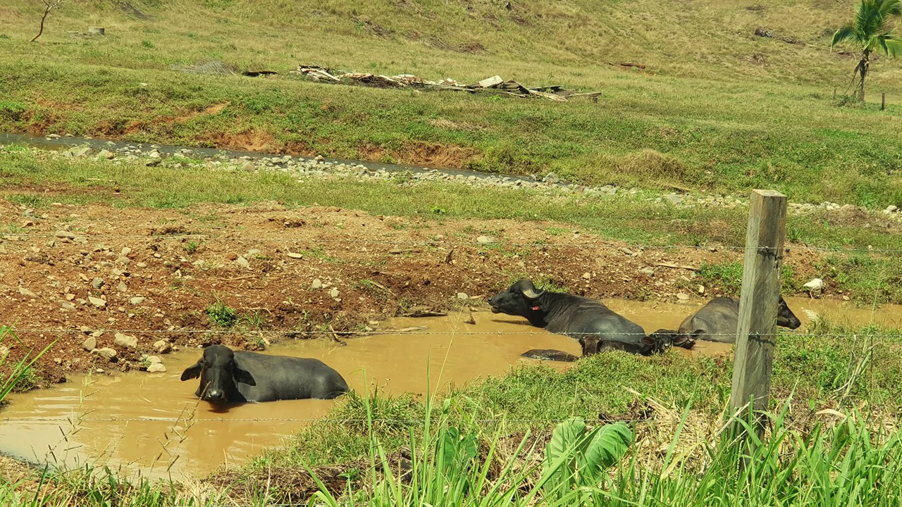 CONSERVATION AND DEVELOPMENT LAND WITH OCEAN VIEW IN SIERPE, COSTA RICA - Gallery image 40