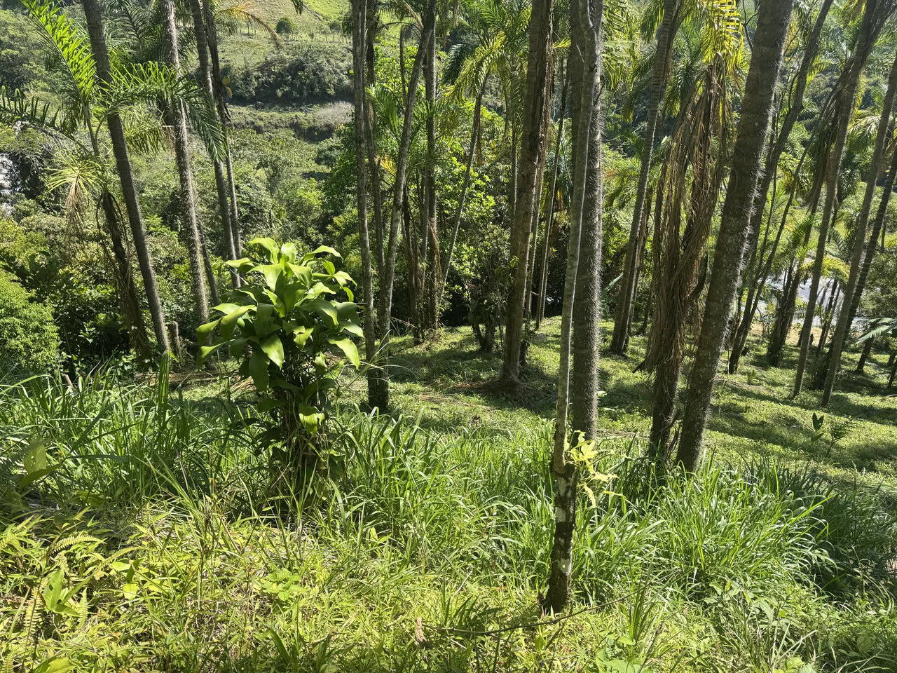 8 Acre Riverfront Sanctuary in San Pedrito Pérez Zeledón - Gallery image 14