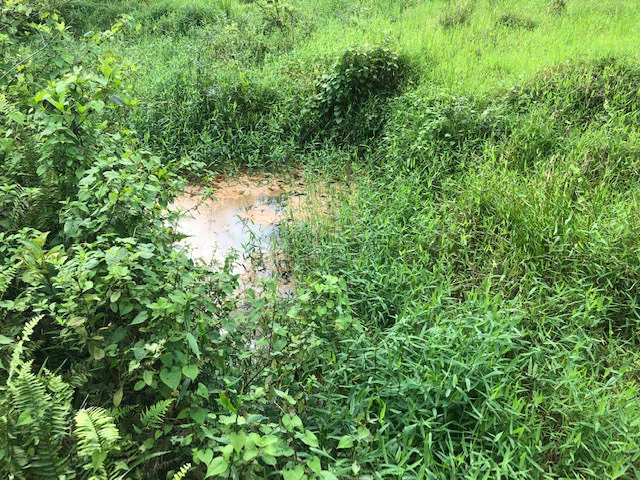 Cold & Hot springs surrounded by an overgrown farm, taken back by nature - Gallery image 39