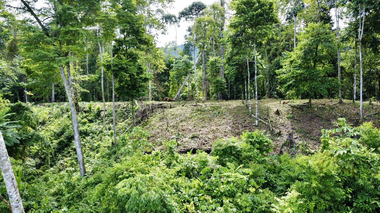 Marvelous Ocean View Parcel in Uvita. - Gallery image 10