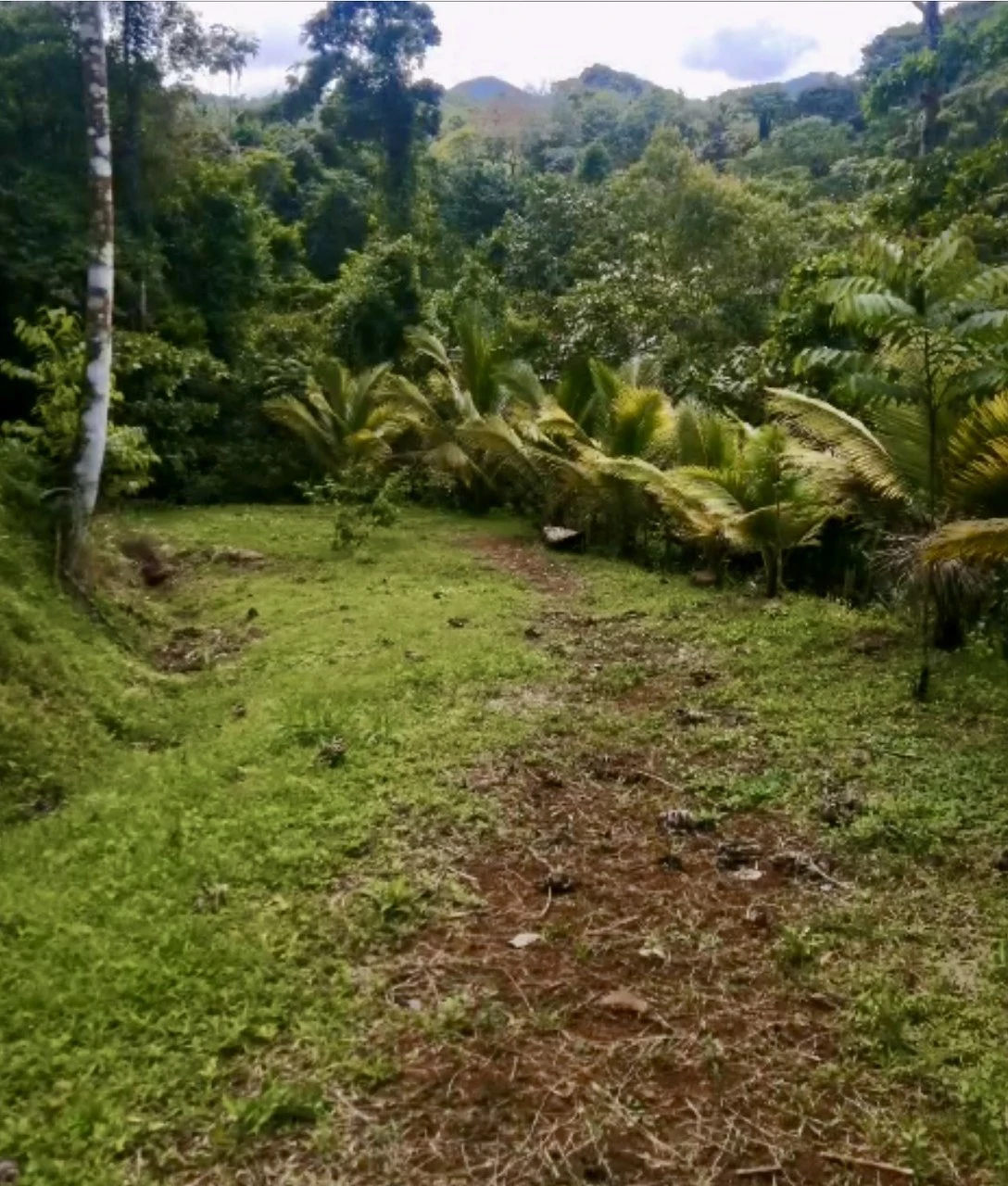 4.2 acres with house and creek: Beautiful property with creek and house - Gallery image 2