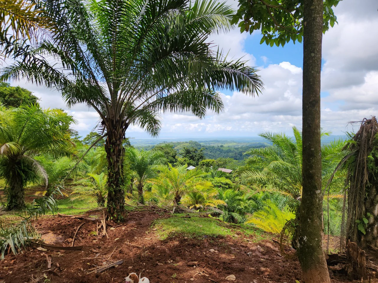 PRIME PARRITA FARM FOR SALE - Gallery image 8