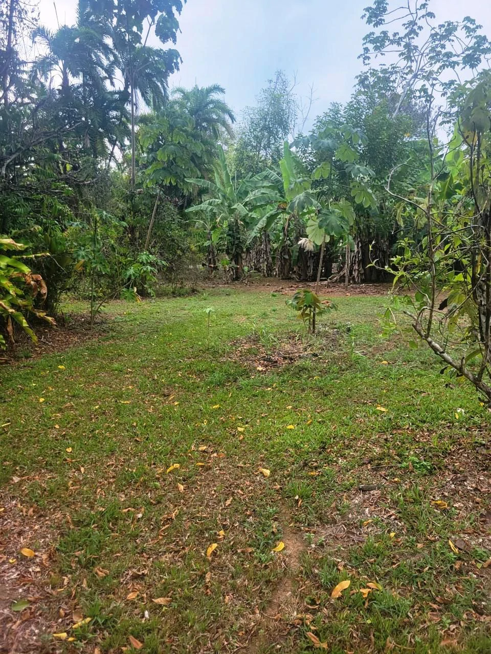 Tropical Fruit Farm in Playa Cañaza Build Your Dream Home in Paradise - Gallery image 5