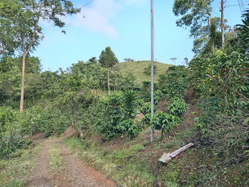 CAPTIVATING OCEAN AND PANORAMIC MOUNTAIN VIEW FINCA IN PURISCAL - Gallery image 12
