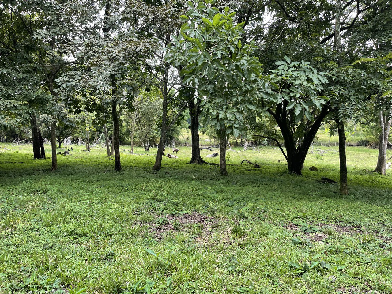 Development land for sale La Garita Alajuela 6.2 hectares - Gallery image 6