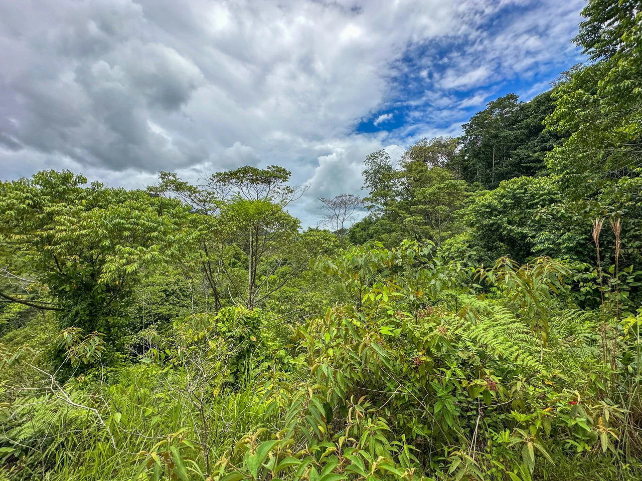 Costa Rican Gem with Conservation Potential: Preserve 26 Acres of Pristine Land - Gallery image 11