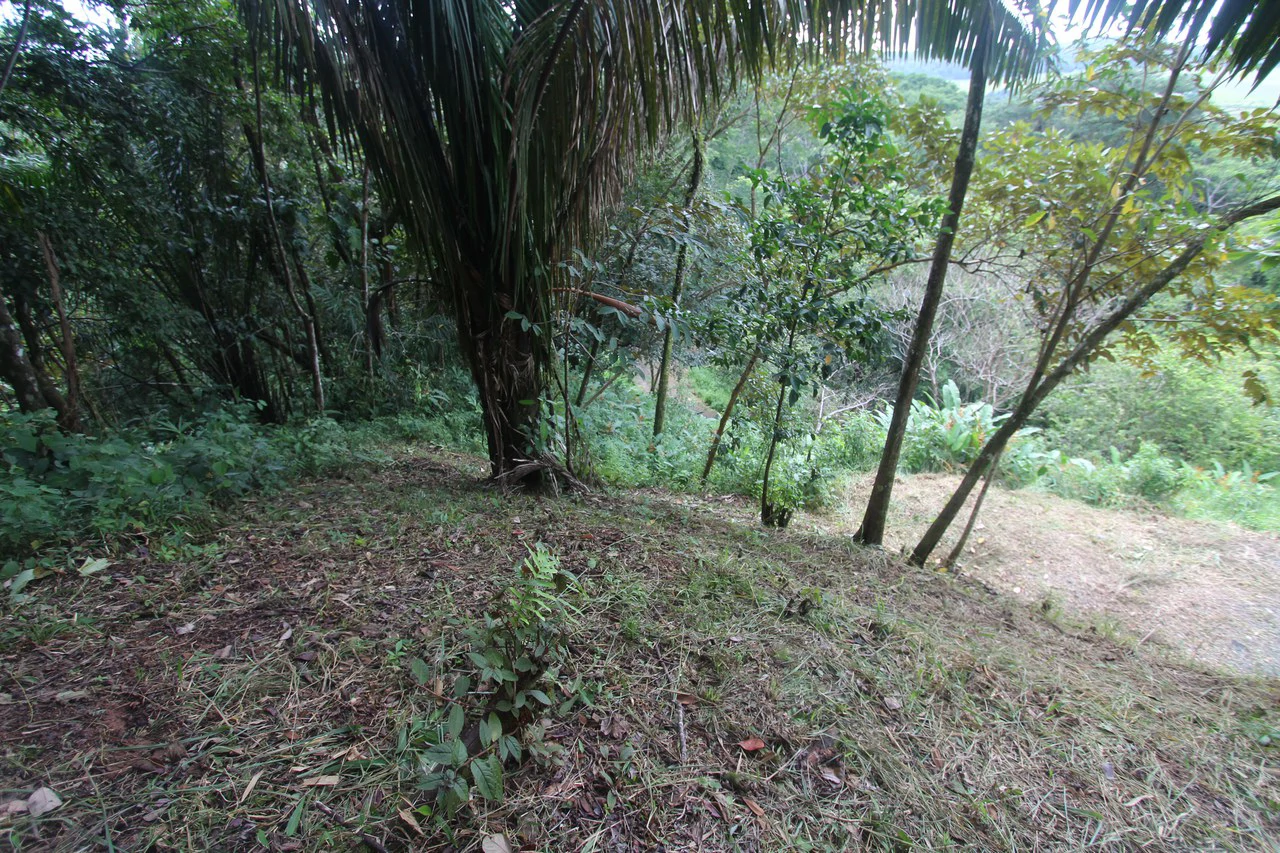 Whitewater Sunset Ocean View Lot Close to Dominical Beach - Gallery image 29